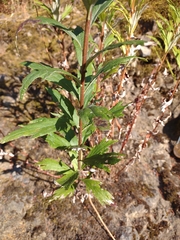 Artemisia suksdorfii