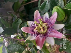 Passiflora alata × caerulea