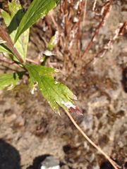 Artemisia suksdorfii