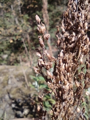 Artemisia suksdorfii