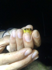 Dendropsophus ebraccatus