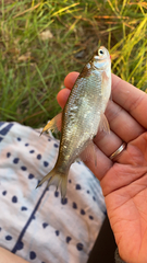 Notemigonus crysoleucas