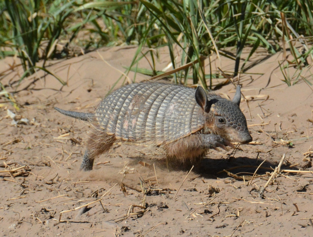 Dasyphractus