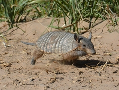 Chaetophractus vellerosus