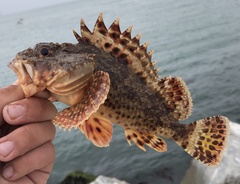 Scorpaena guttata