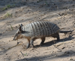 Chaetophractus vellerosus