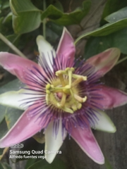 Passiflora alata × caerulea