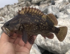 Sebastes rastrelliger