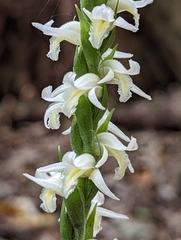 Spiranthes odorata