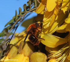 Cadeguala occidentalis