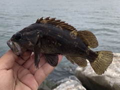 Sebastes rastrelliger