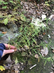 Muhlenbergia schreberi