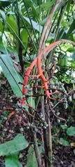 Chamaedorea tepejilote