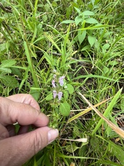 Stachys tenuifolia
