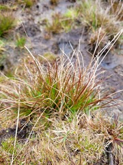 Juncus dregeanus