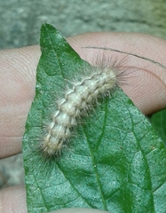 Spilosoma lutea
