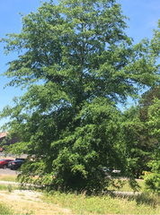 Quercus palustris