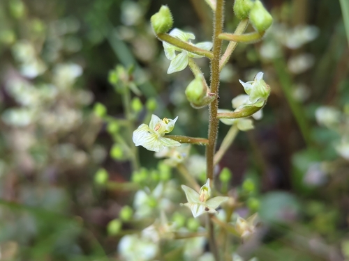 Image of Ponthieva racemosa by (c) Elias, some rights reserved (CC BY)