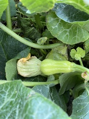 Cucurbita