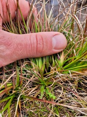 Juncus dregeanus