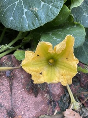 Cucurbita