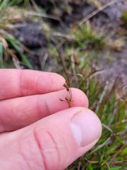 Juncus dregeanus