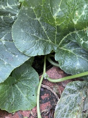 Cucurbita