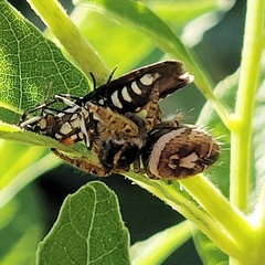 Phidippus arizonensis