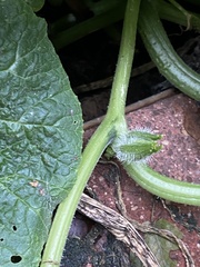 Cucurbita