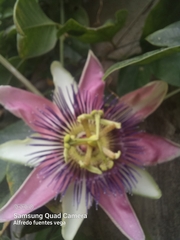 Passiflora alata × caerulea