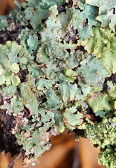 Punctelia jeckeri