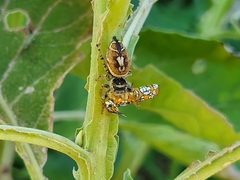 Phidippus arizonensis