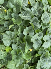 Cucurbita