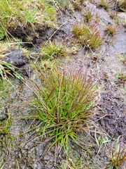 Juncus dregeanus
