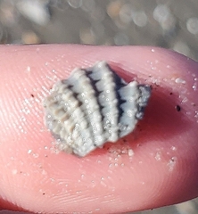 Argopecten irradians