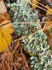 Punctelia jeckeri