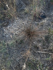 Eragrostis intermedia