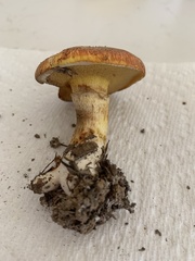 Suillus caerulescens