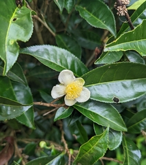 Camellia sinensis