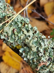 Punctelia jeckeri