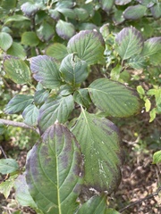 Cornus alternifolia