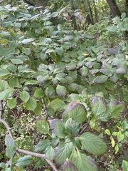 Cornus alternifolia