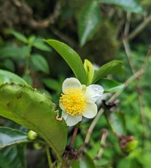 Camellia sinensis