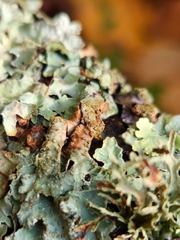 Punctelia jeckeri
