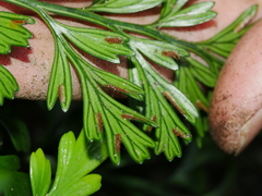 Asplenium chathamense