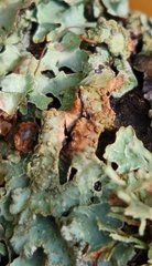 Punctelia jeckeri