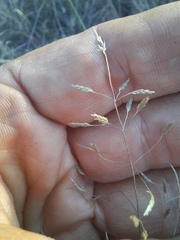 Eragrostis intermedia