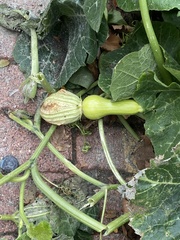 Cucurbita