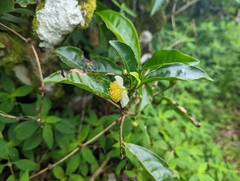 Camellia sinensis