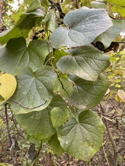 Menispermum canadense